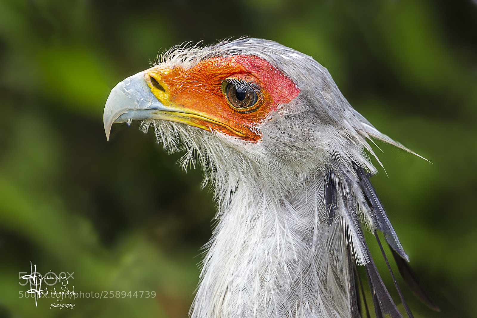 Canon EOS 6D sample photo. Secretary bird photography