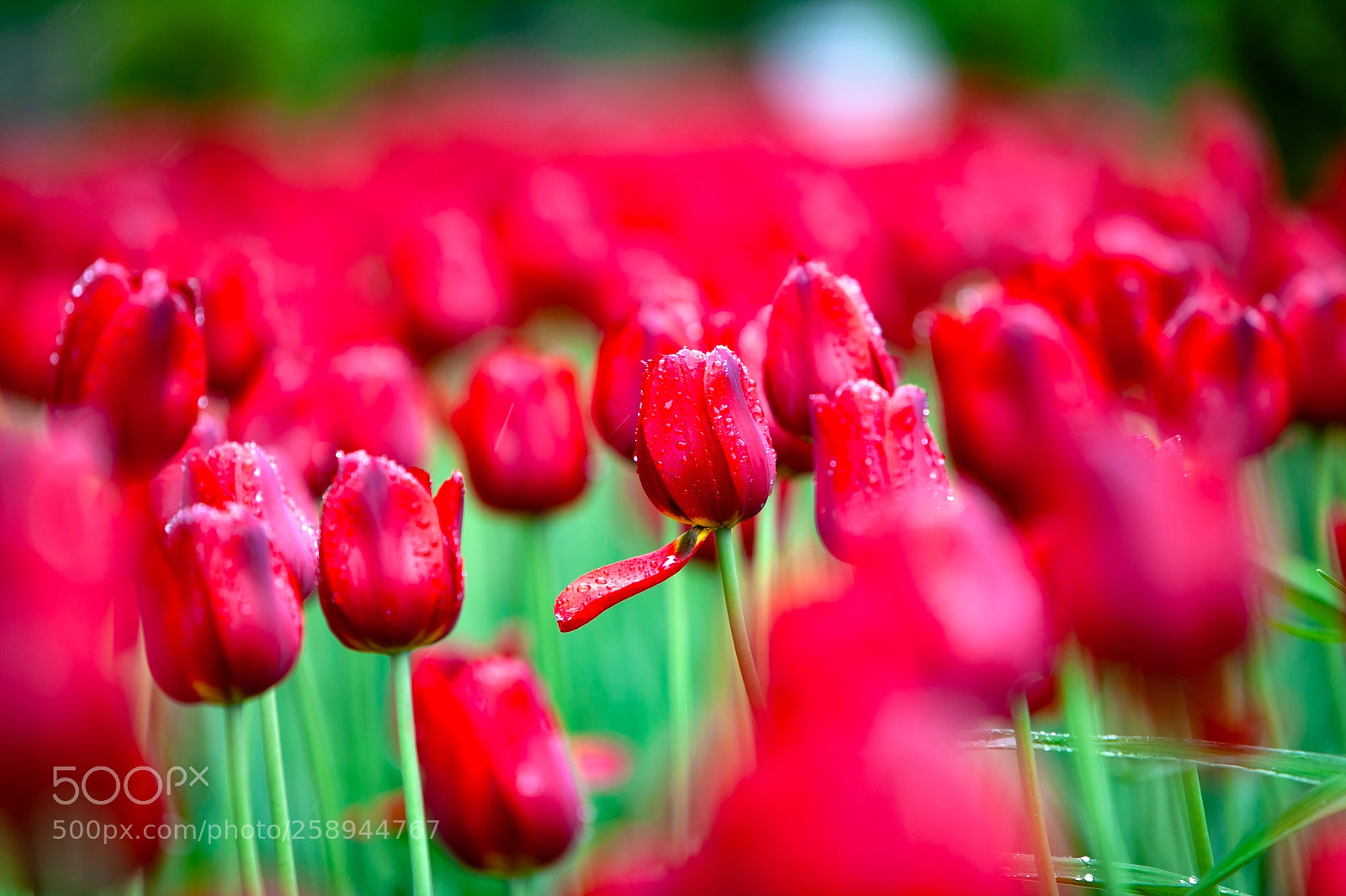 Canon EOS 5D Mark II sample photo. Tulips in gorky park photography