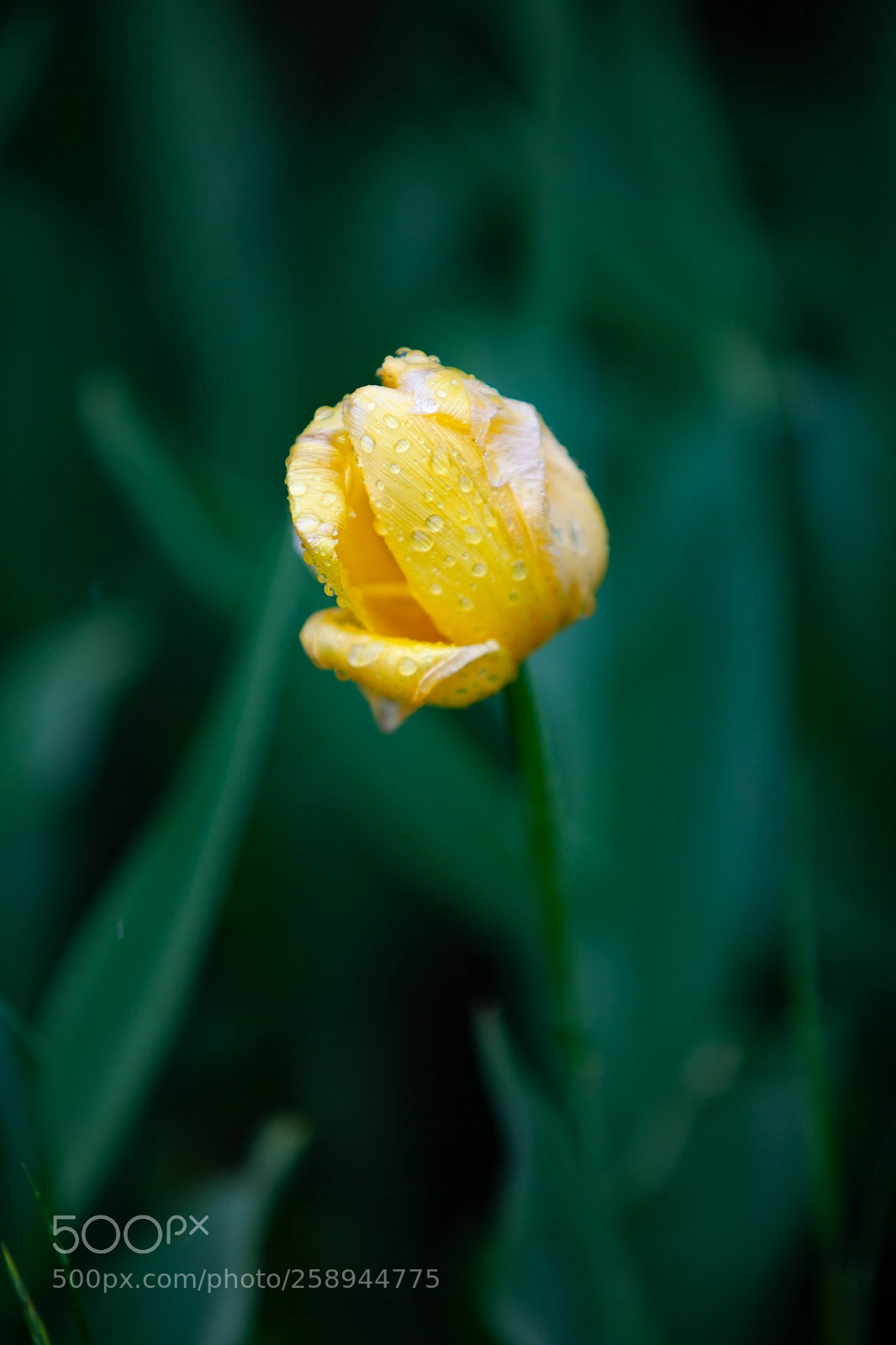 Canon EOS 5D Mark II sample photo. Tulips in gorky park photography