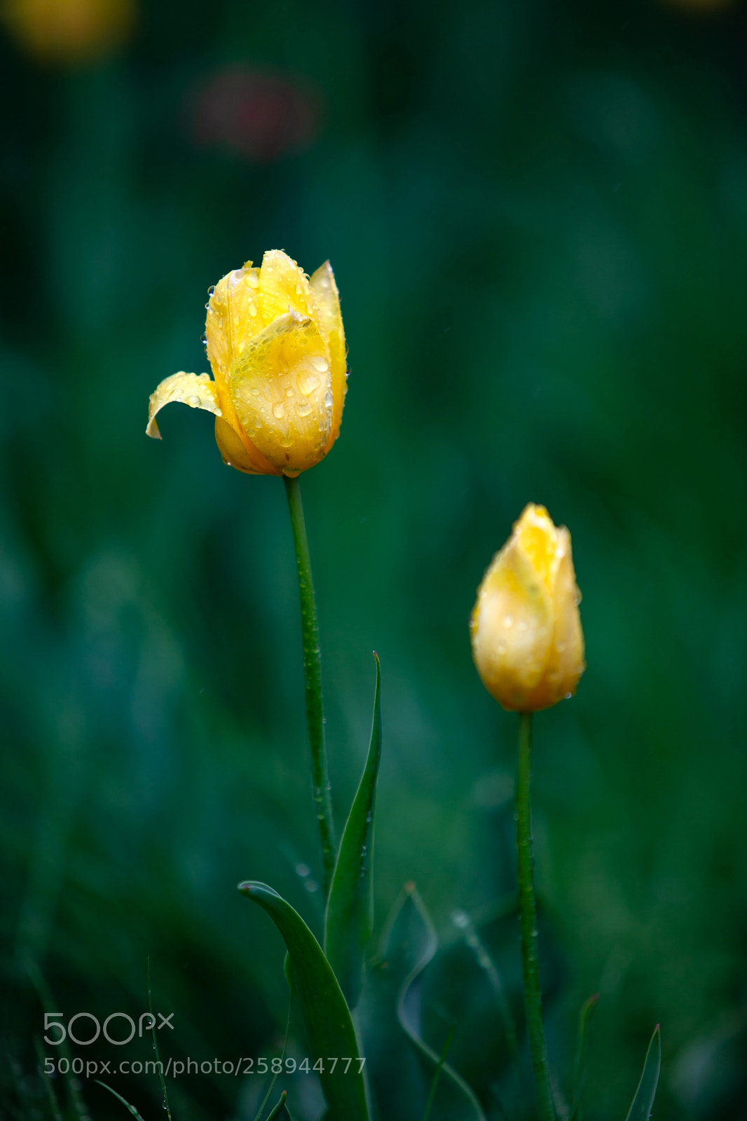 Canon EOS 5D Mark II sample photo. Tulips in gorky park photography