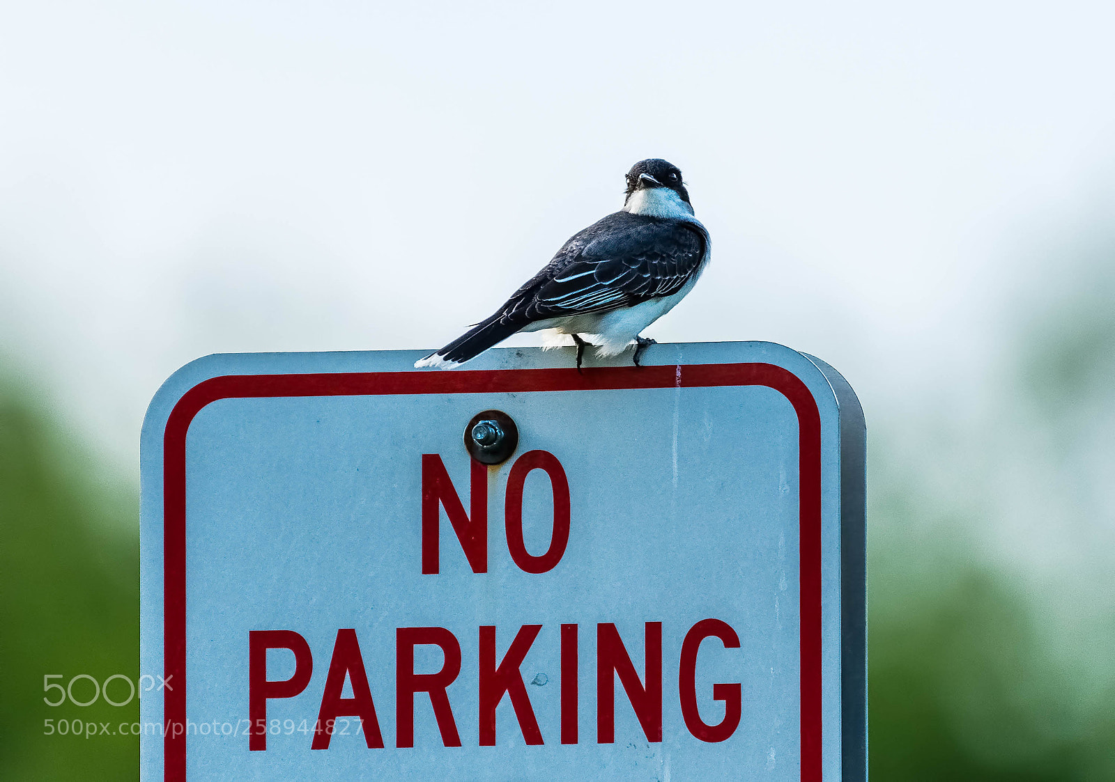 Nikon D500 sample photo. Kingbird, no parking here photography