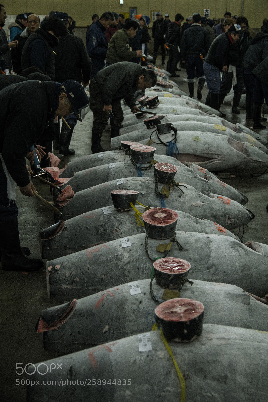 Sony a6500 sample photo. Tuna auction  photography