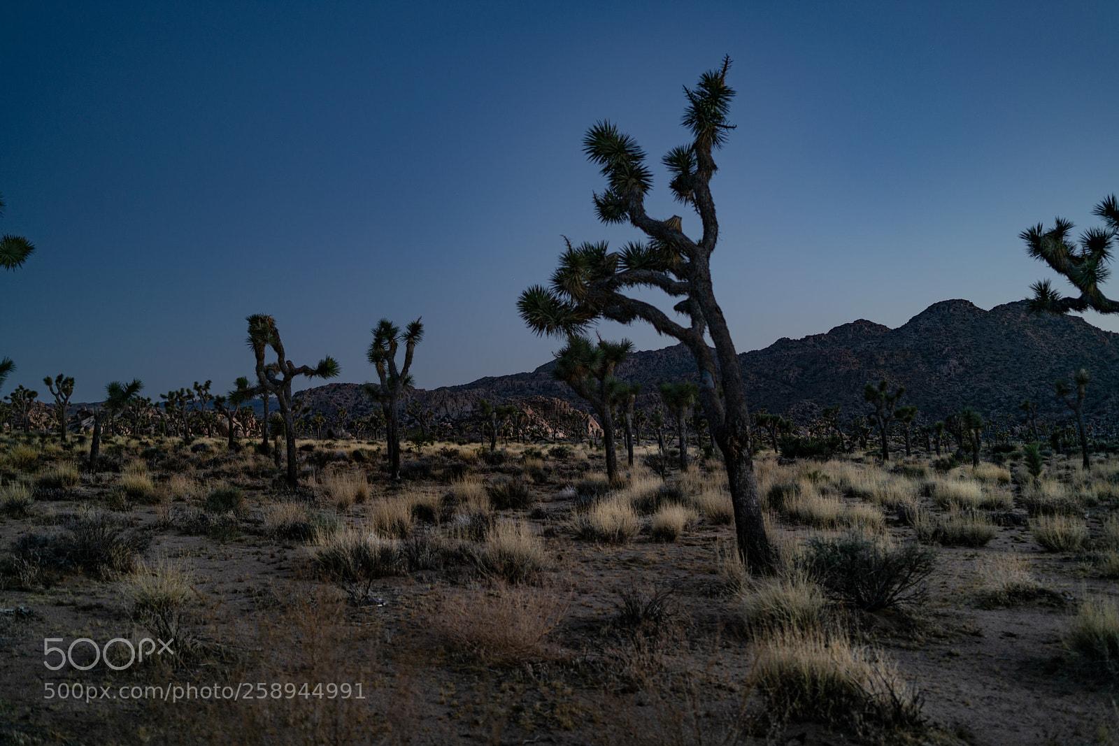 Sony a7R II sample photo. Joshua tree national park photography