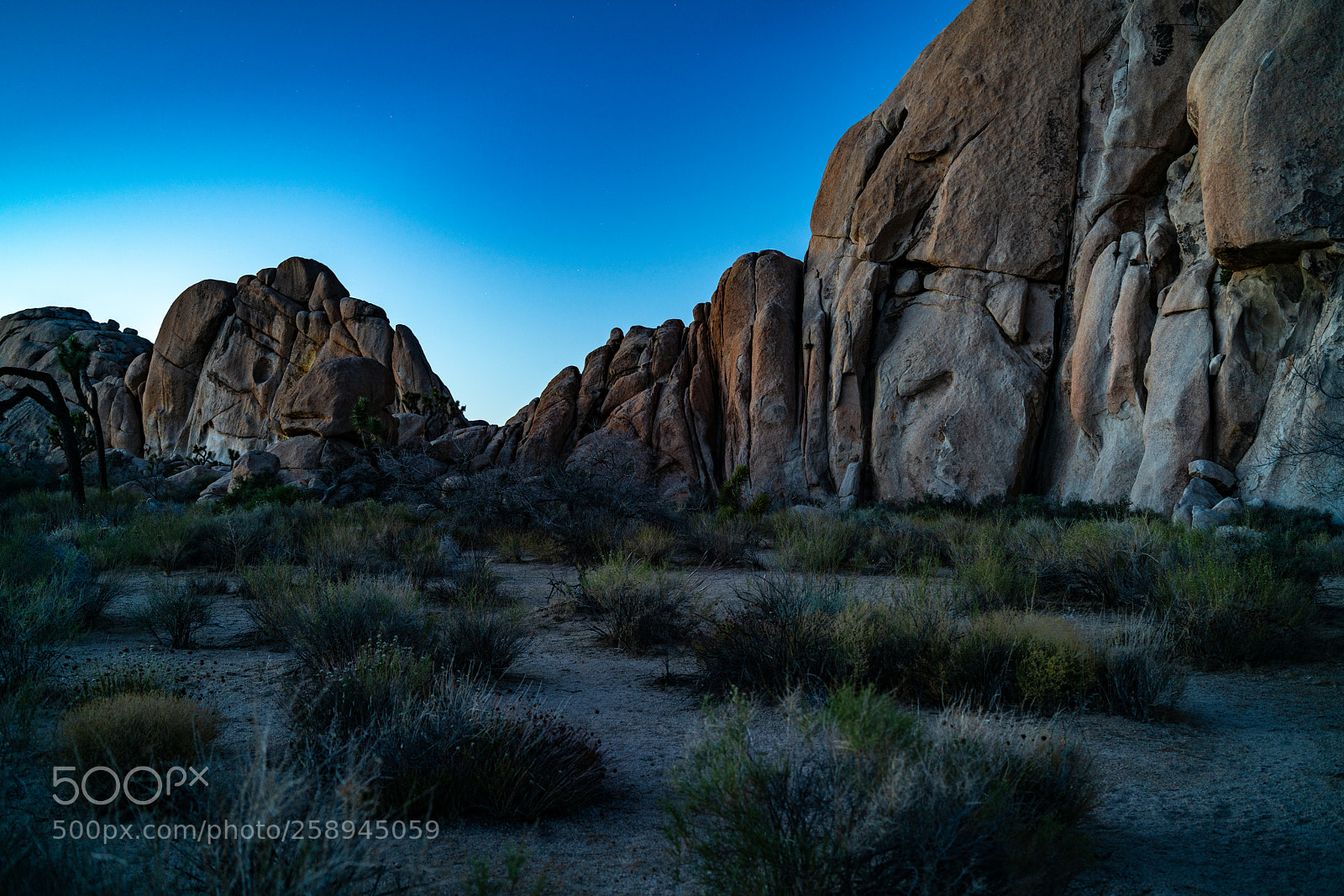 Sony a7R II sample photo. Joshua tree national park photography