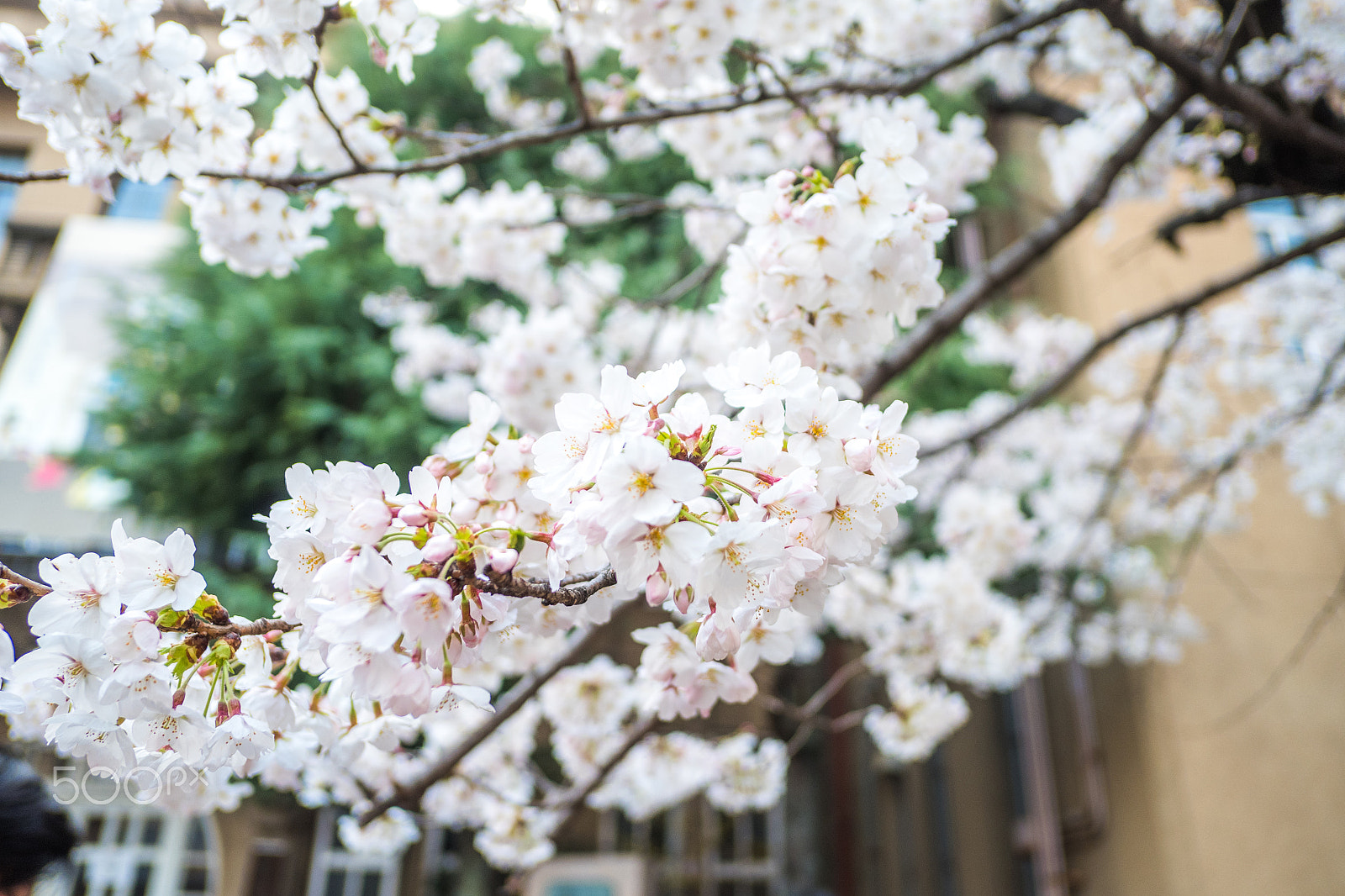 Fujifilm X-A10 sample photo. Sakura photography