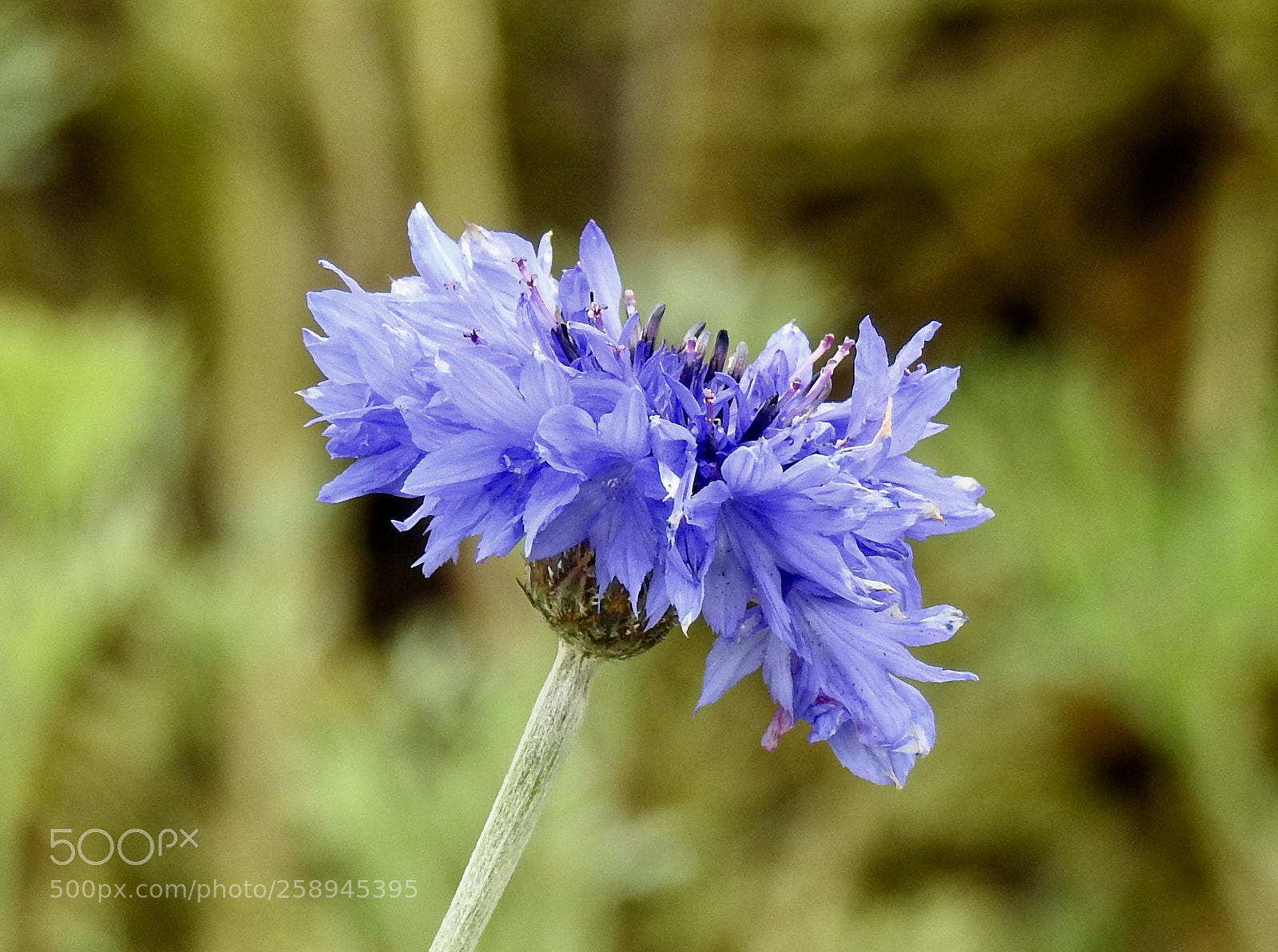 Nikon Coolpix P900 sample photo. Flor azul photography