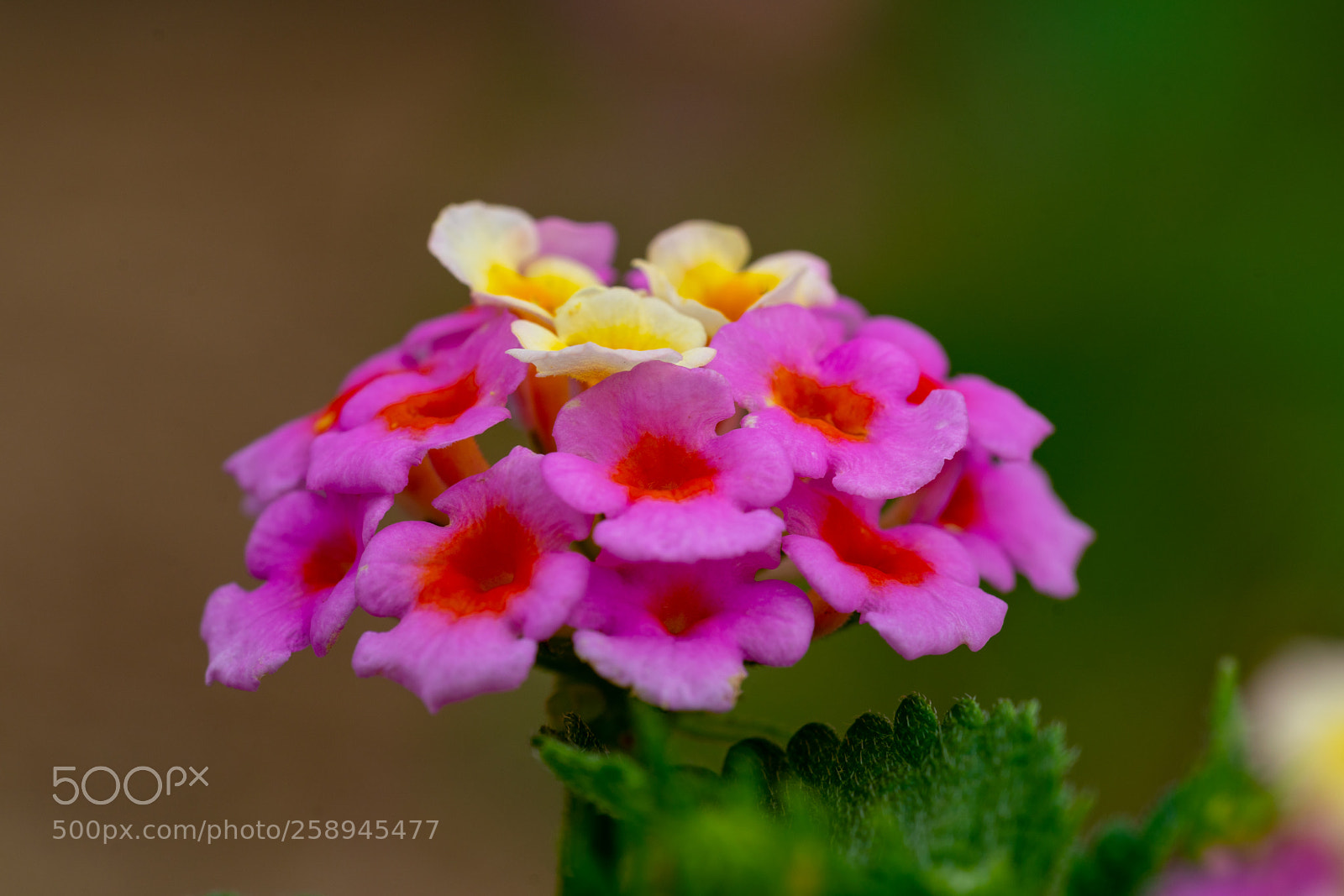 Sony a7R II sample photo. Lantana photography