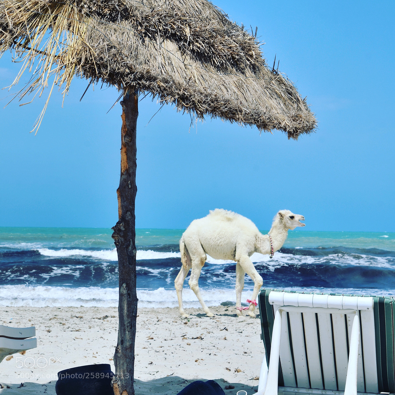 Nikon D7000 sample photo. Baby camel lost photography