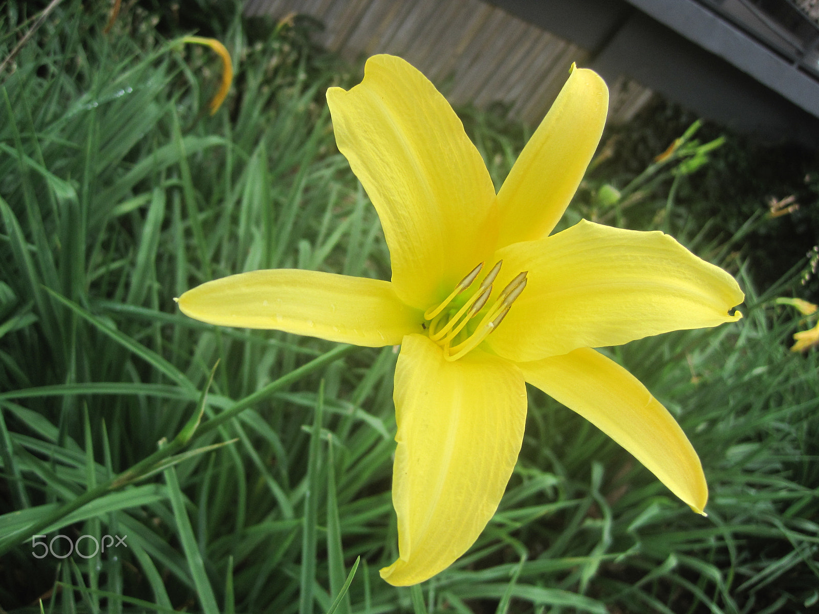 Canon PowerShot SD1200 IS (Digital IXUS 95 IS / IXY Digital 110 IS) sample photo. Blooming yellow photography