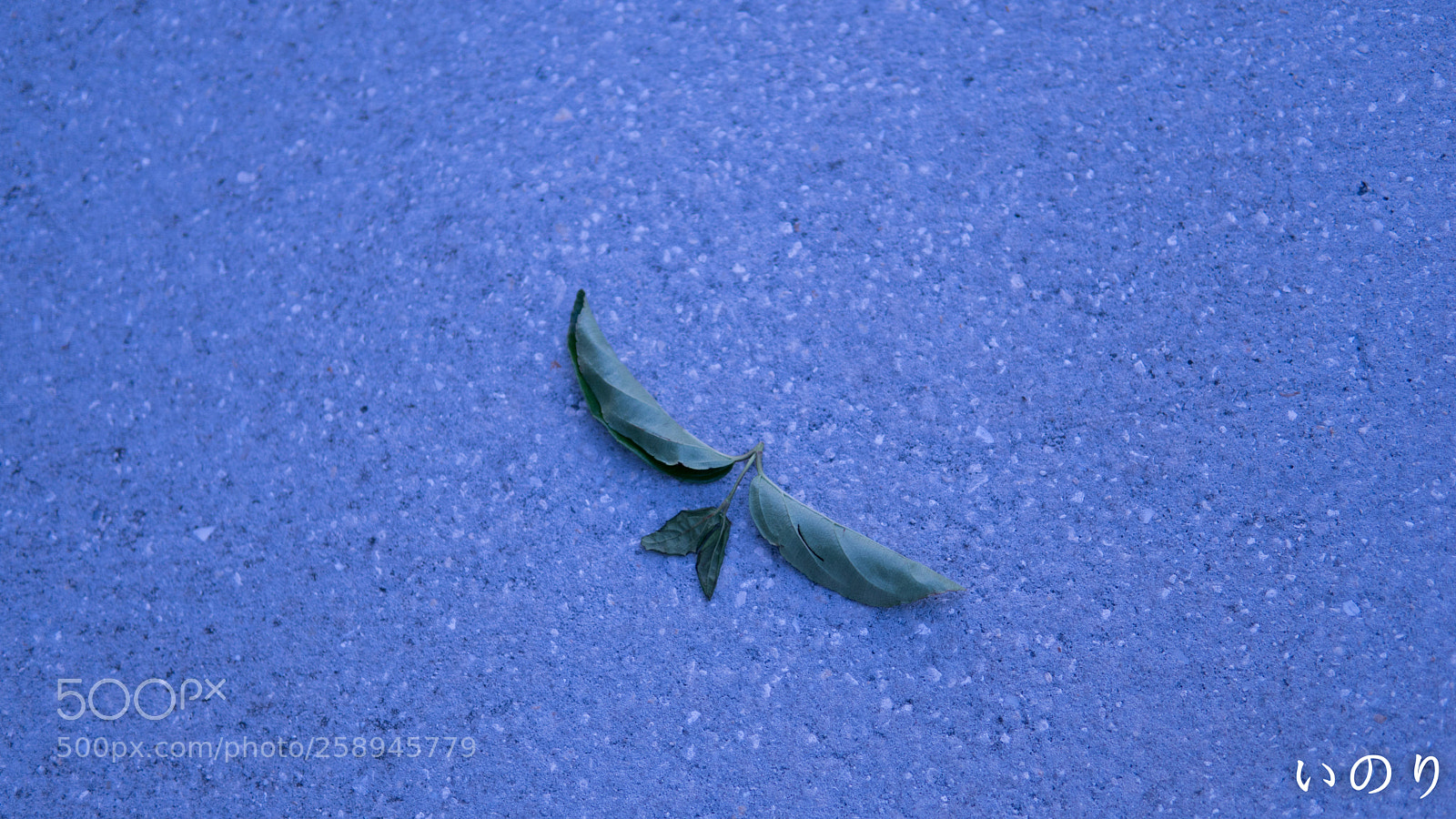 Sony a6300 sample photo. Dsc photography