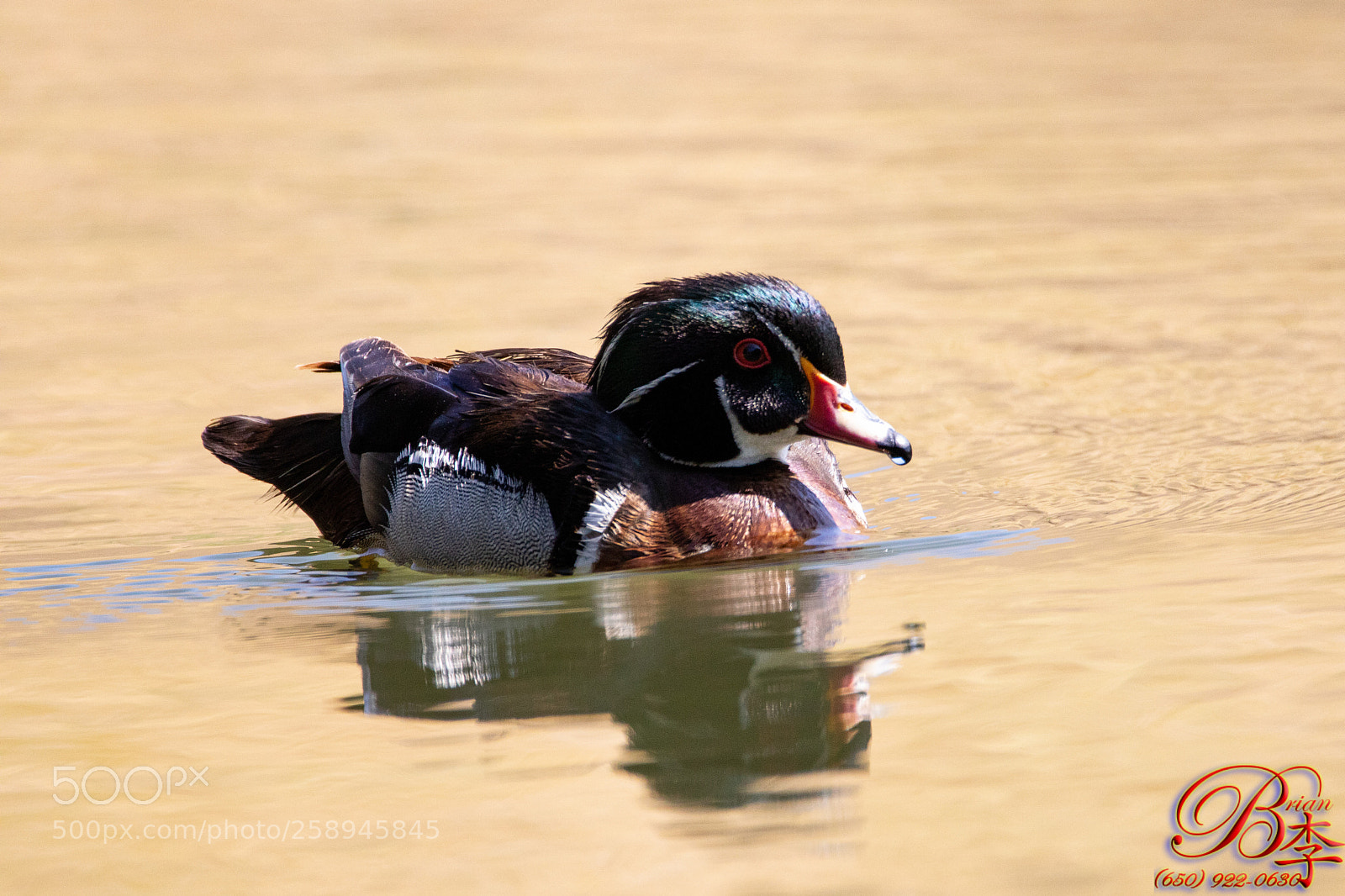 Canon EOS 5D Mark IV sample photo. Male wood duck photography
