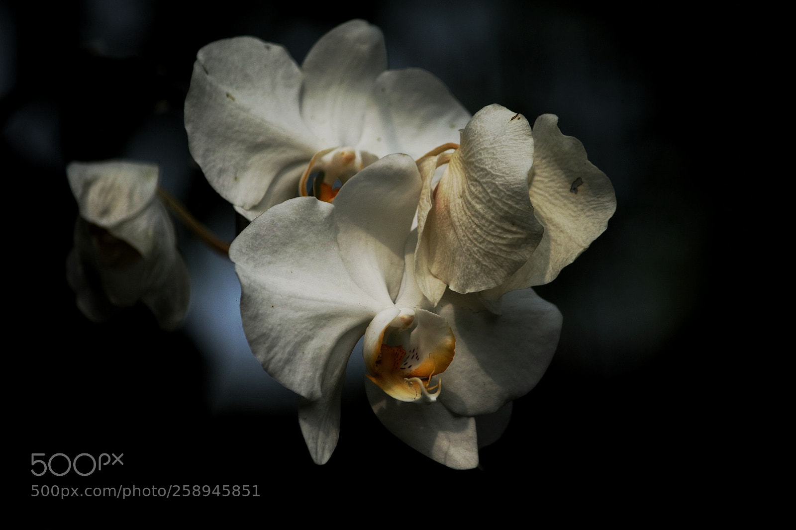 Canon EOS M3 sample photo. Untitled photography