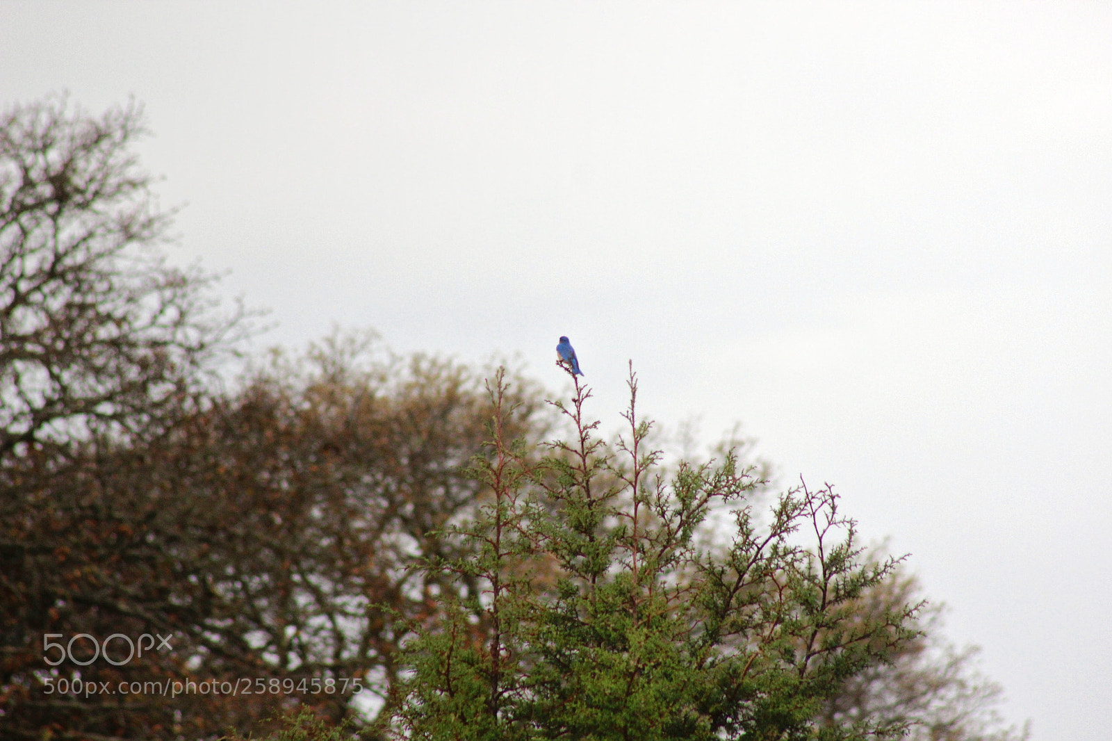 Canon EOS 600D (Rebel EOS T3i / EOS Kiss X5) sample photo. On the tree photography