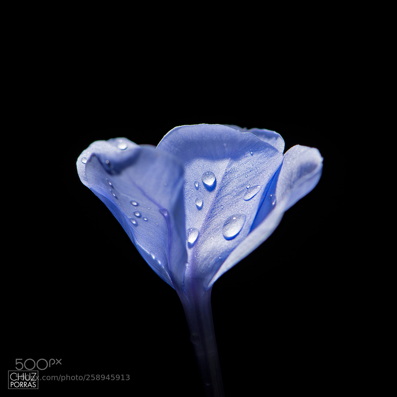Nikon D7100 sample photo. Flower and droplets photography