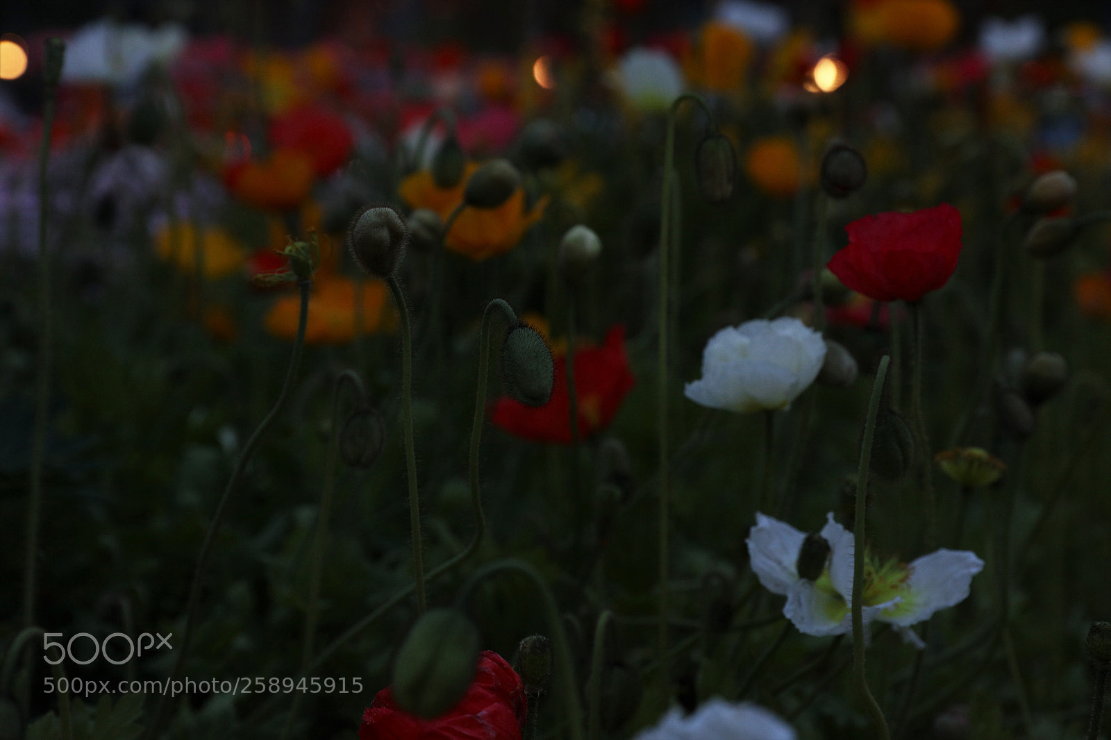 Canon EOS 5DS R sample photo. Poppy in dusk photography