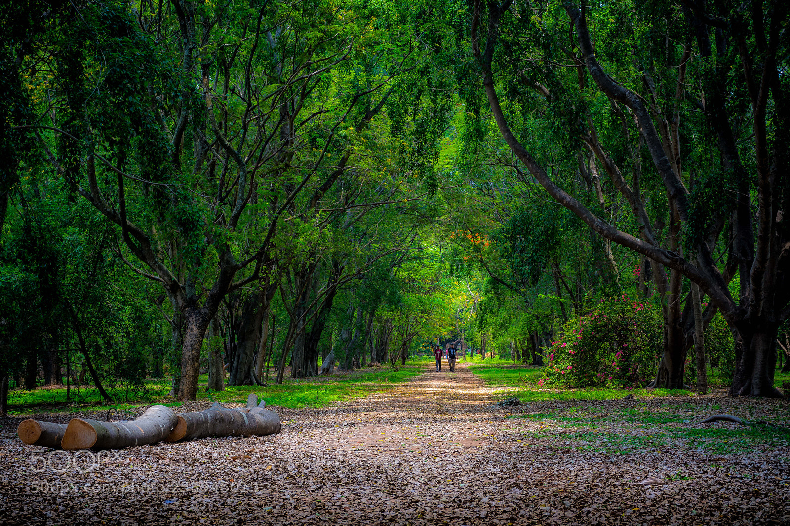 Nikon D5200 sample photo. I will always find photography