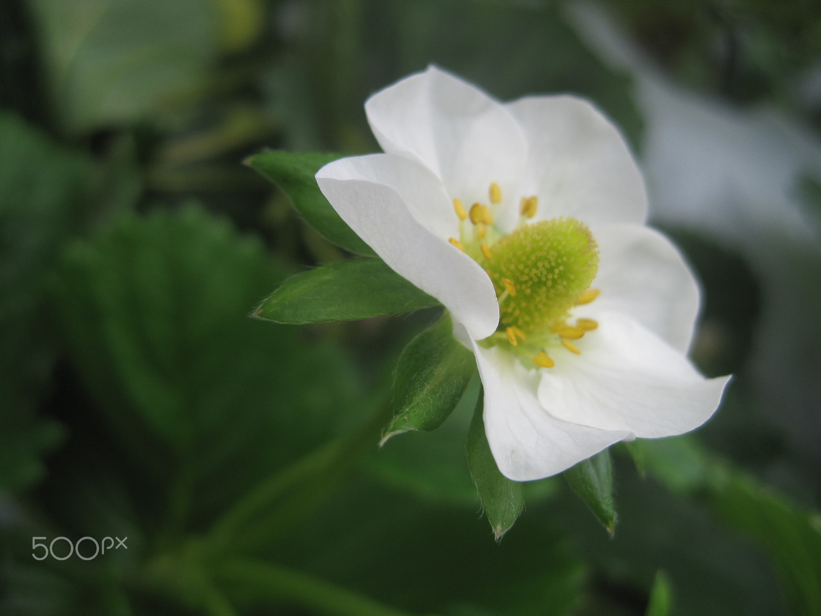 Canon PowerShot SD1200 IS (Digital IXUS 95 IS / IXY Digital 110 IS) sample photo. Blooming white photography