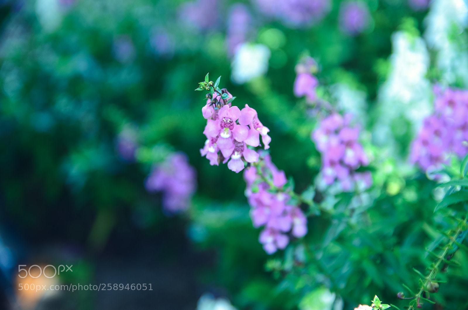 Nikon D7000 sample photo. Flowers photography