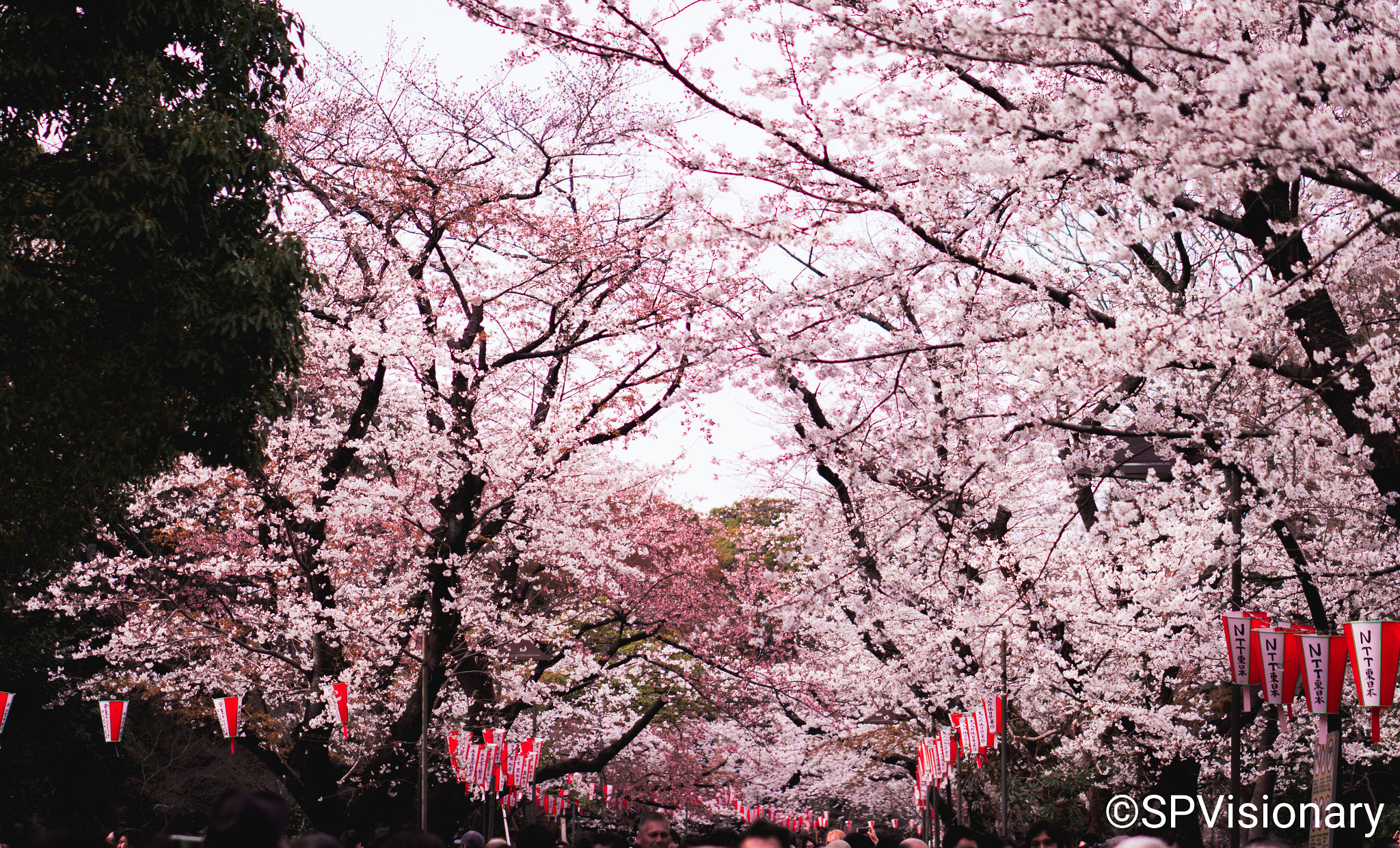 Sony Alpha a3000 sample photo. Spring series photography
