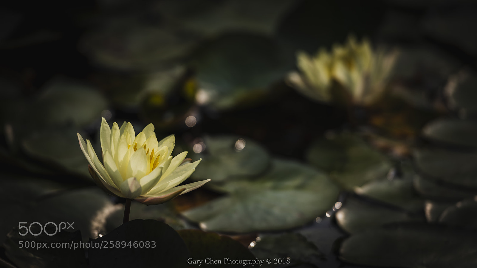 Nikon D810 sample photo. 芳华四溢 photography