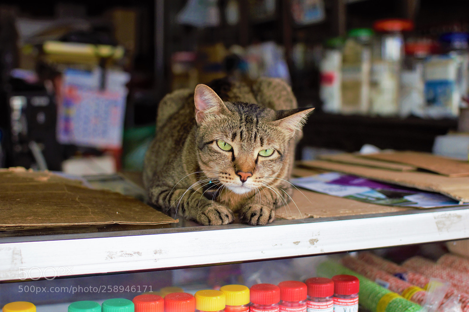 Nikon D3300 sample photo. Shop owner photography
