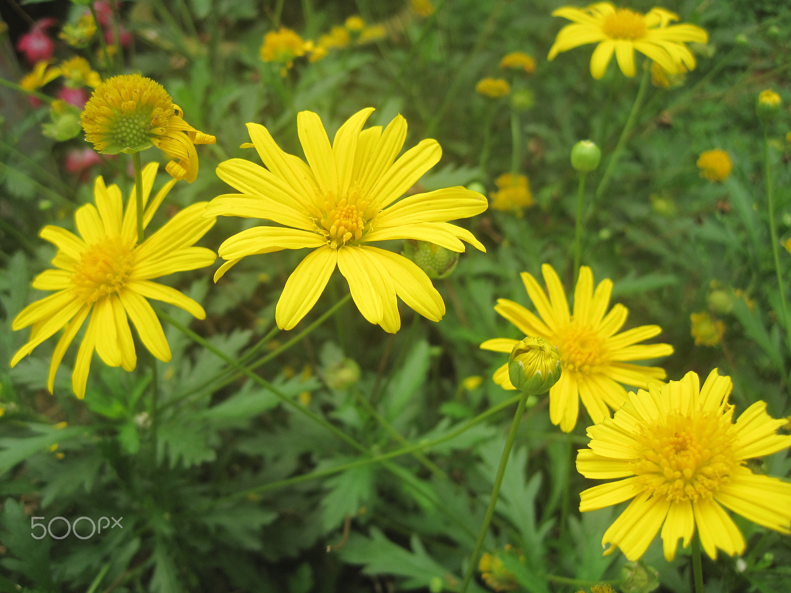 Canon PowerShot SD1200 IS (Digital IXUS 95 IS / IXY Digital 110 IS) sample photo. Chrysanthemum photography