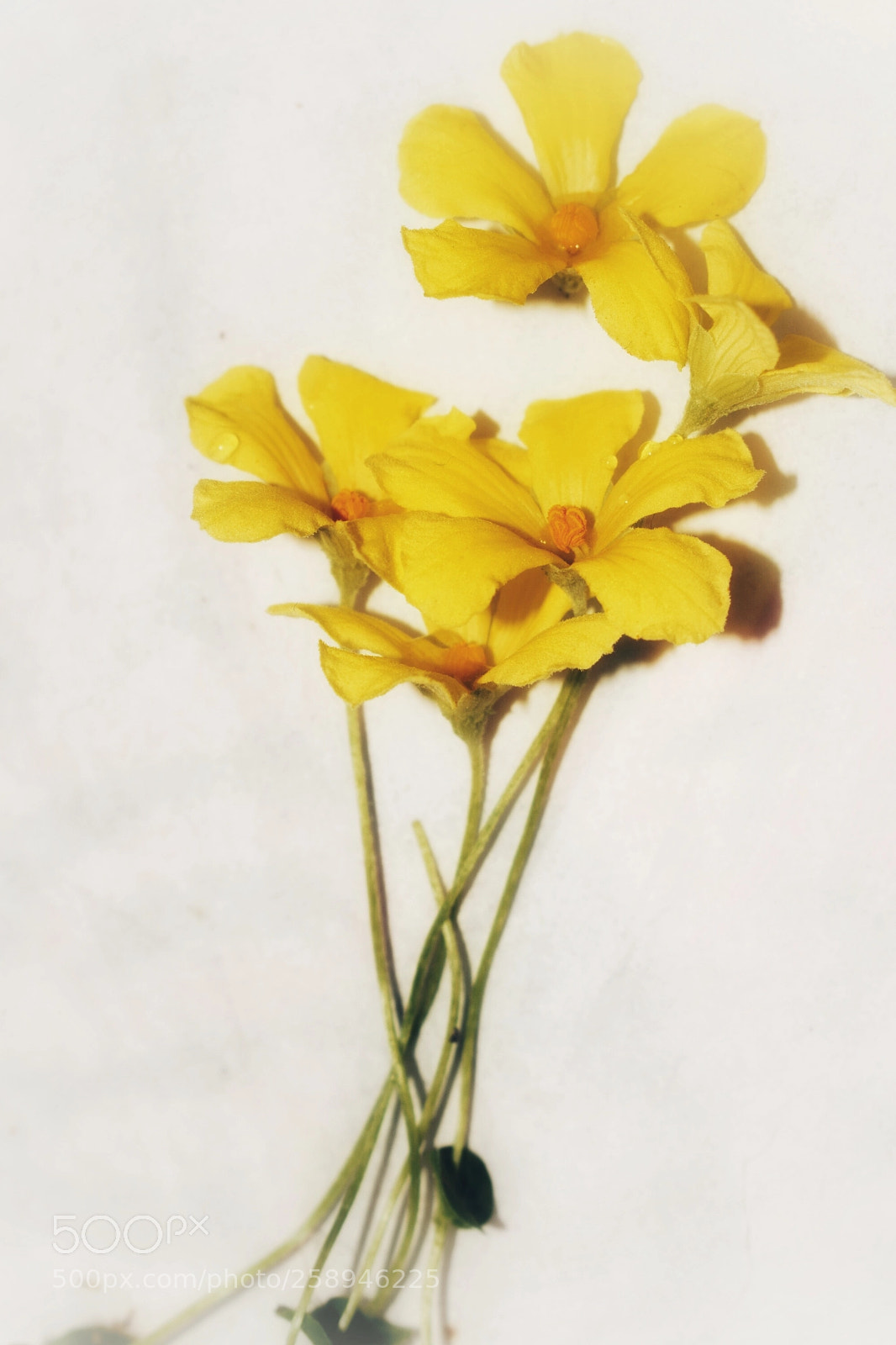 Nikon D3300 sample photo. Pare flowers photography