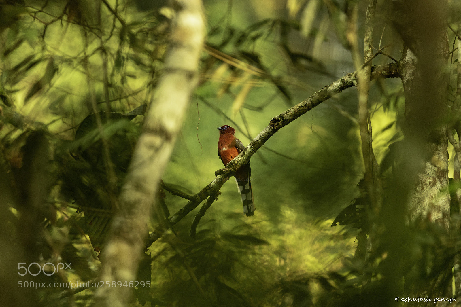 Canon EOS 7D Mark II sample photo. Red-headed trogon photography