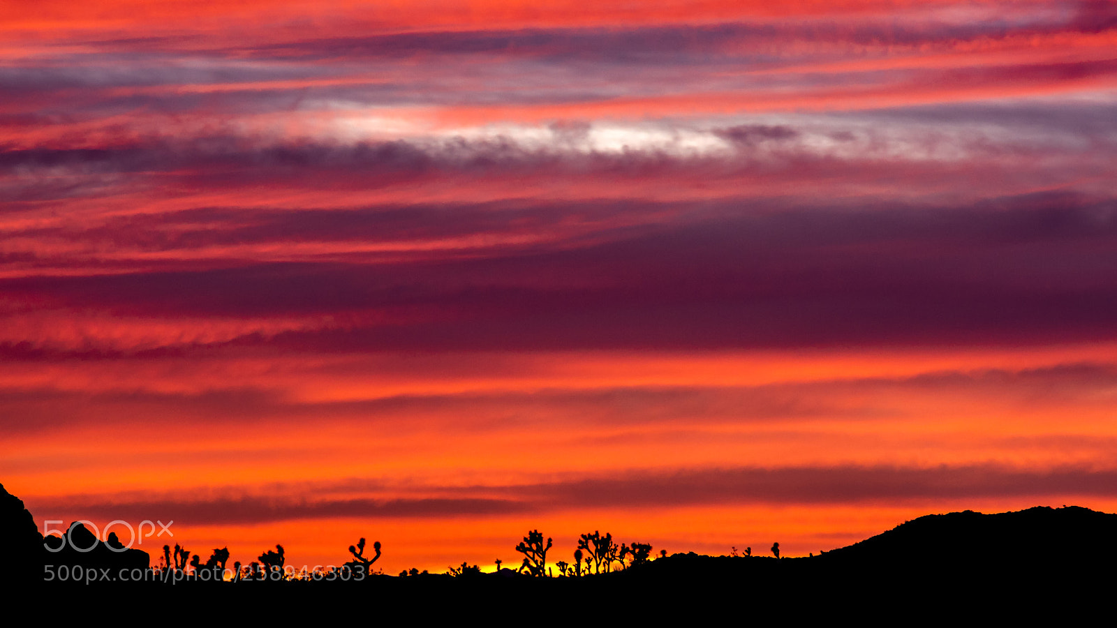 Sony a6000 sample photo. Sunset in the joshua photography
