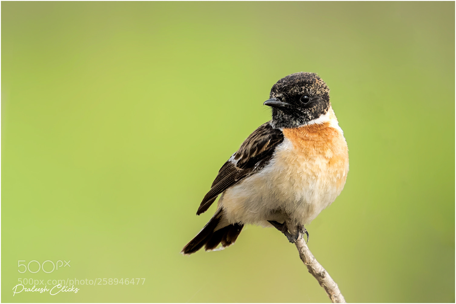 Nikon D500 sample photo. European stonechat photography