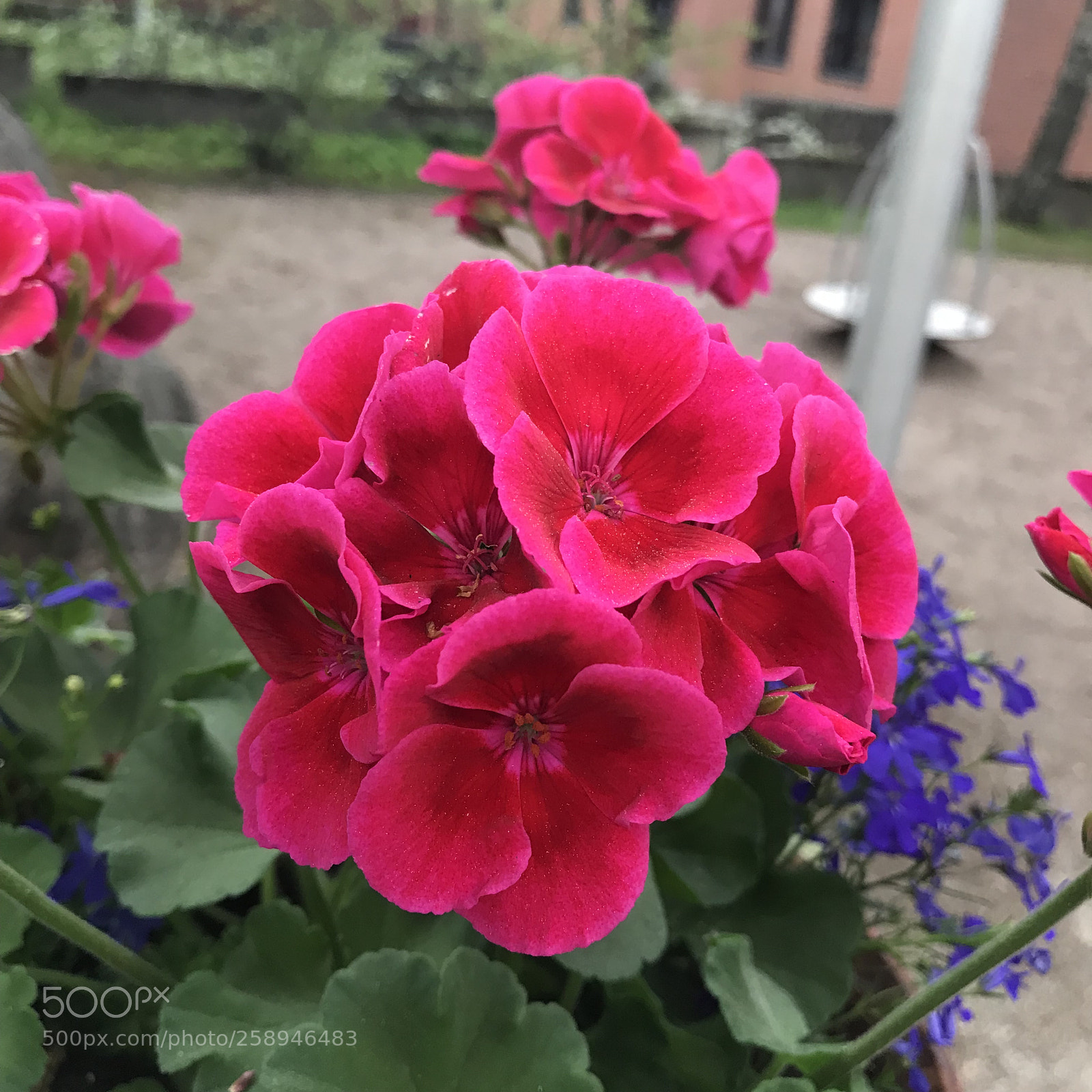 Apple iPhone 7 Plus sample photo. Untitled photography