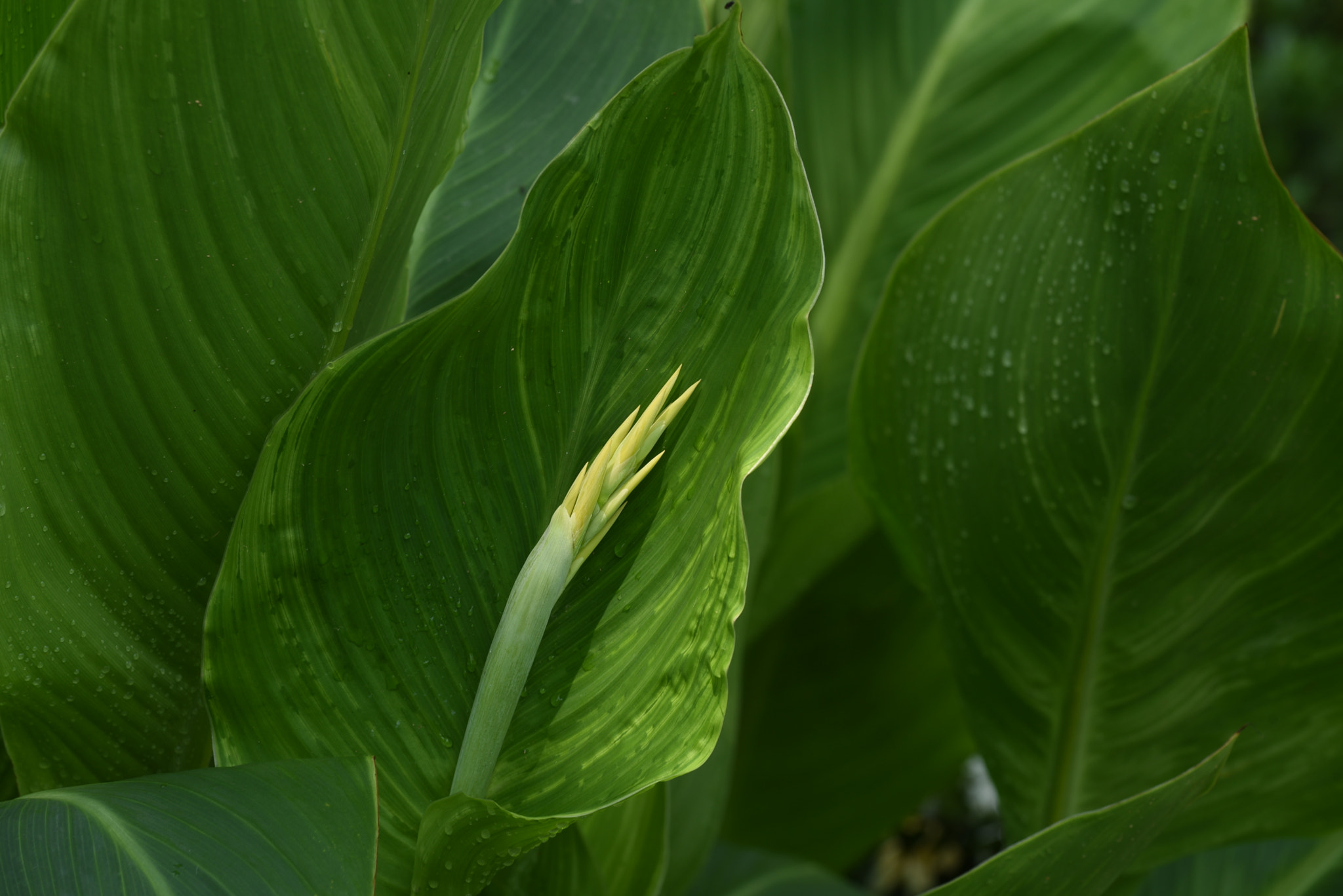 Nikon AF-S Nikkor 70-200mm F4G ED VR sample photo