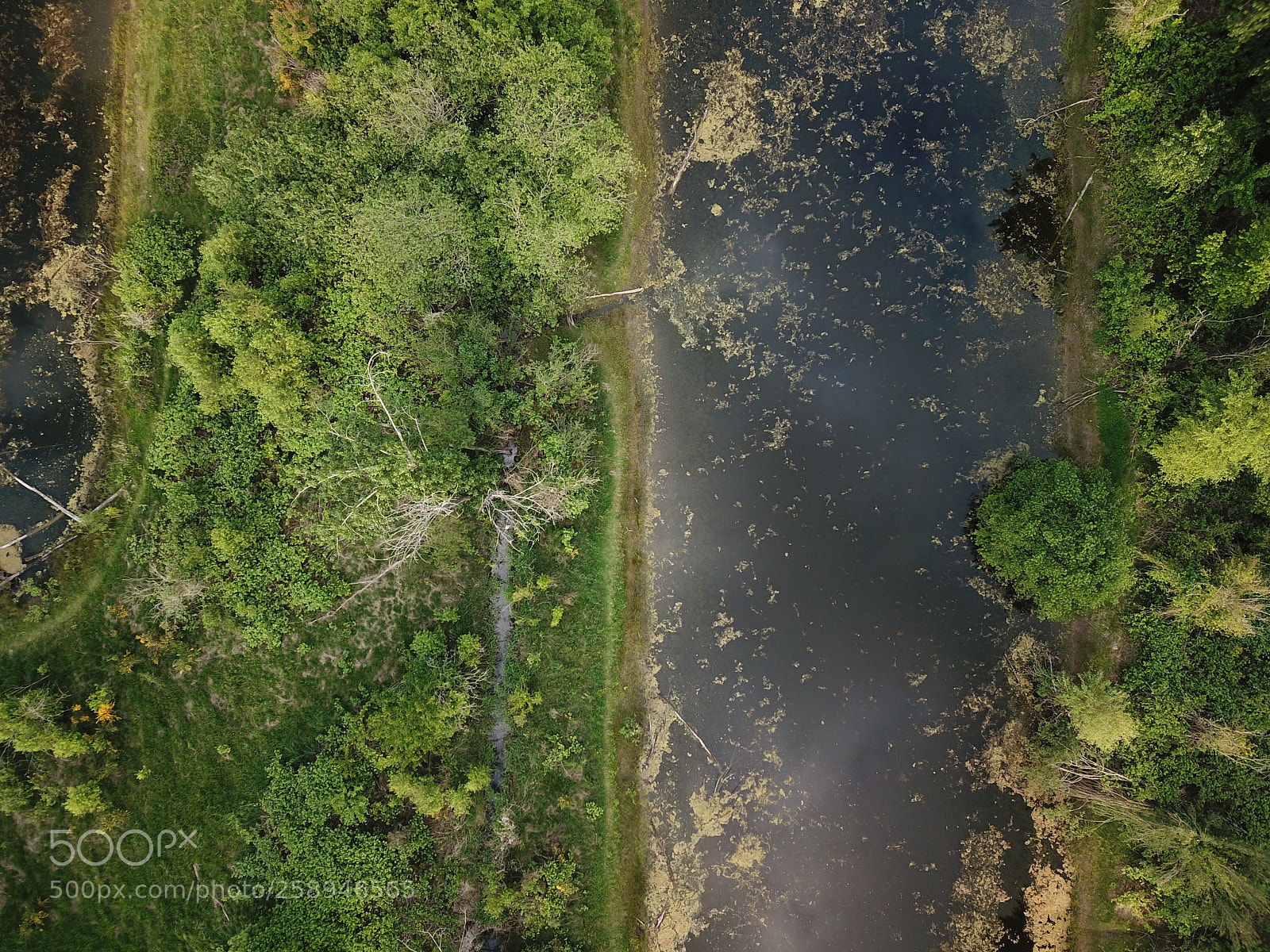 DJI FC220 sample photo. Swamp photography