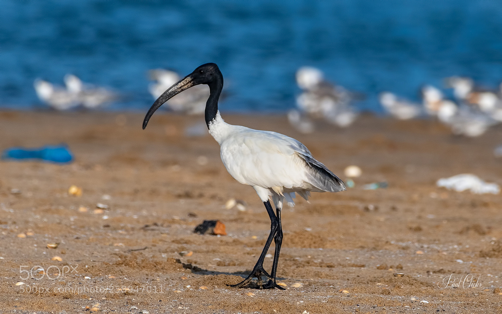 Nikon D500 sample photo. Black-headed ibis photography