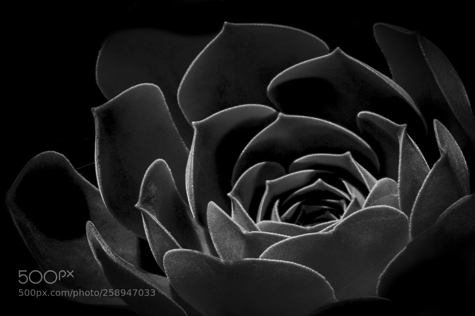 Canon EOS 7D sample photo. Mexican rose photography
