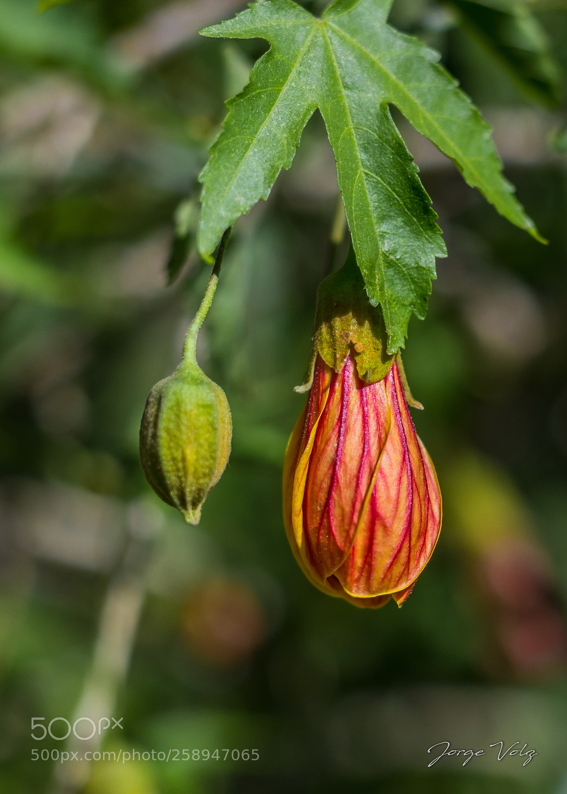 Canon EOS 80D sample photo. Chinese lantern flower photography