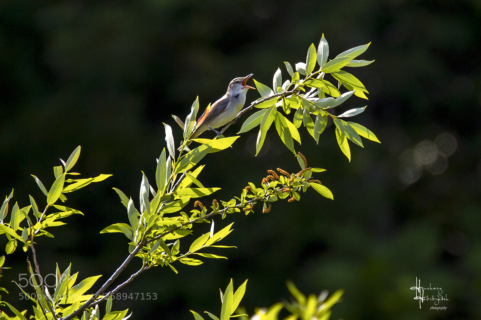 Canon EOS 6D sample photo. Morning call! photography