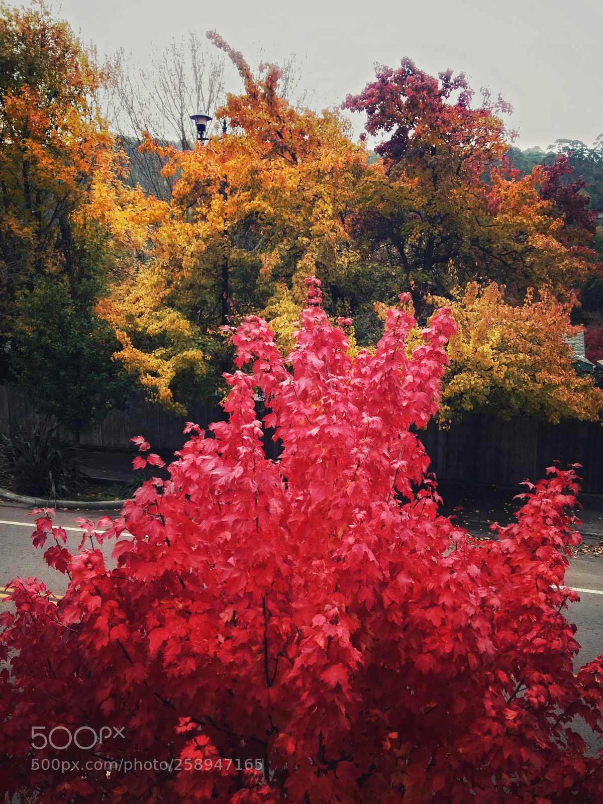 Apple iPhone 5 sample photo. Shades of fall photography