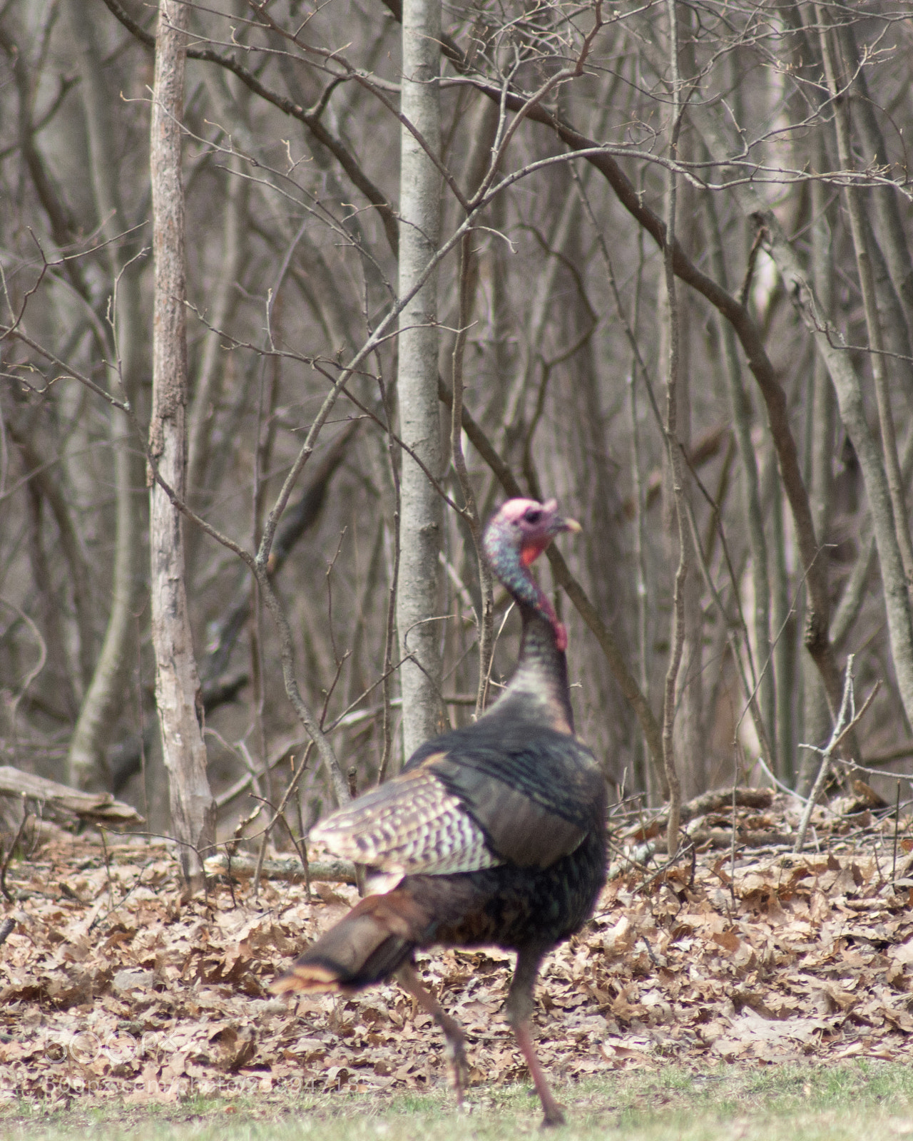 Sony SLT-A68 sample photo. Northern michigan wildlife photography