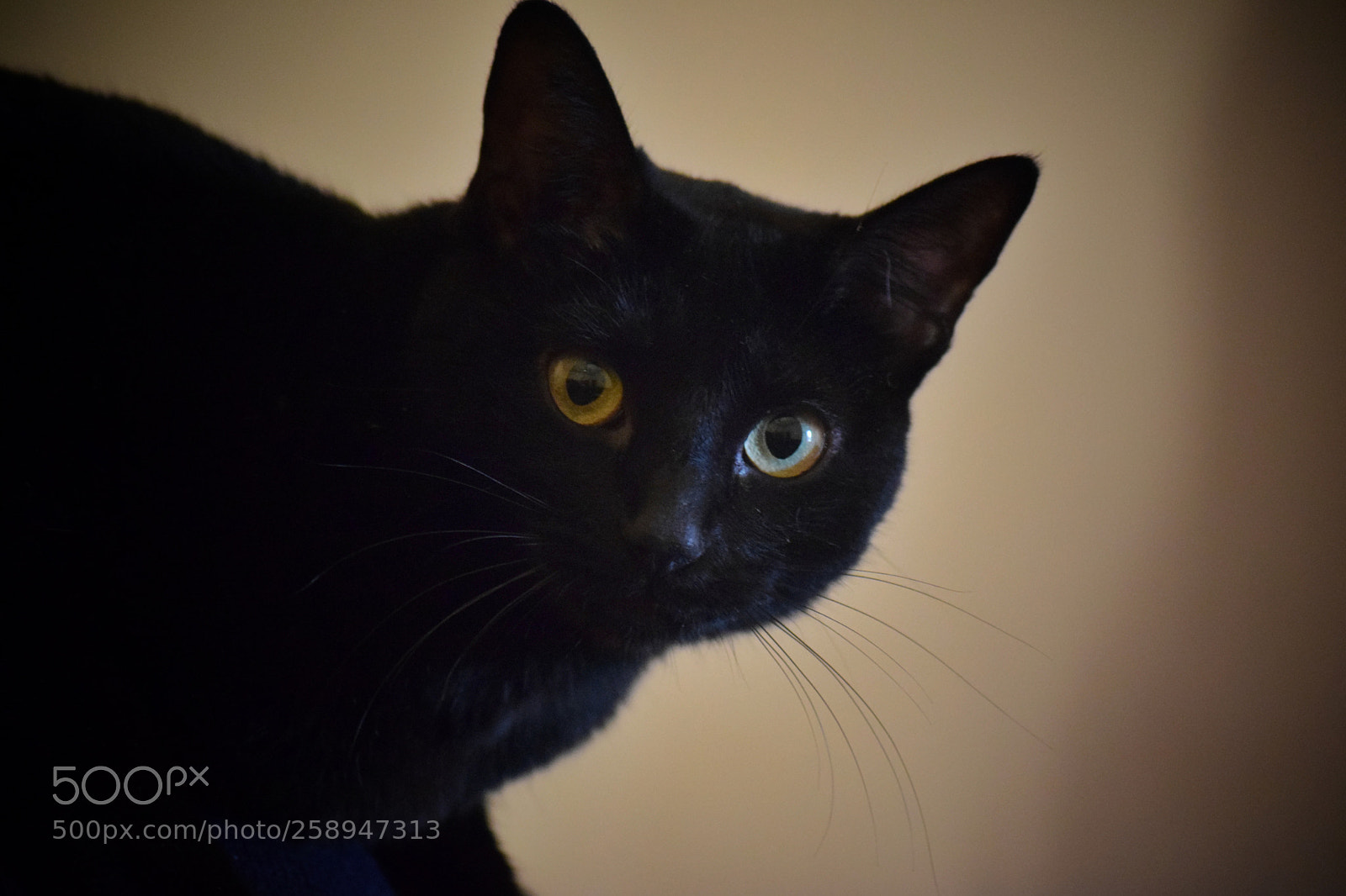 Nikon D5300 sample photo. Untitled photography