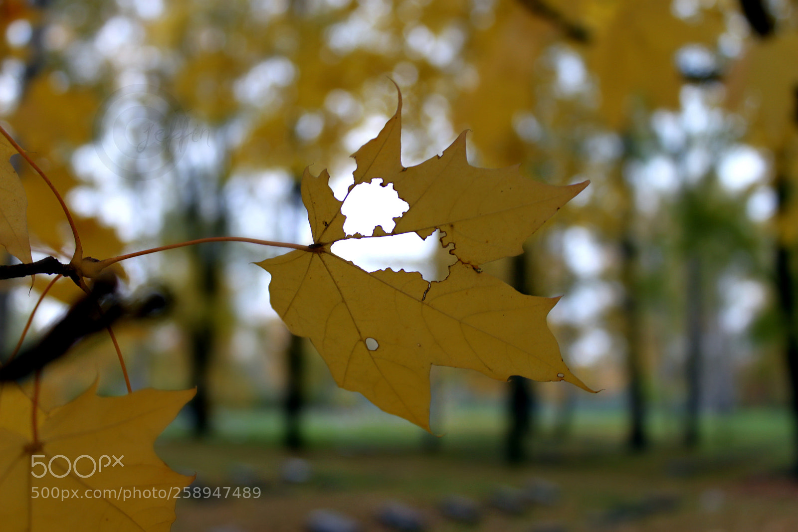 Canon EF-S 18-55mm F3.5-5.6 IS sample photo. Untitled photography