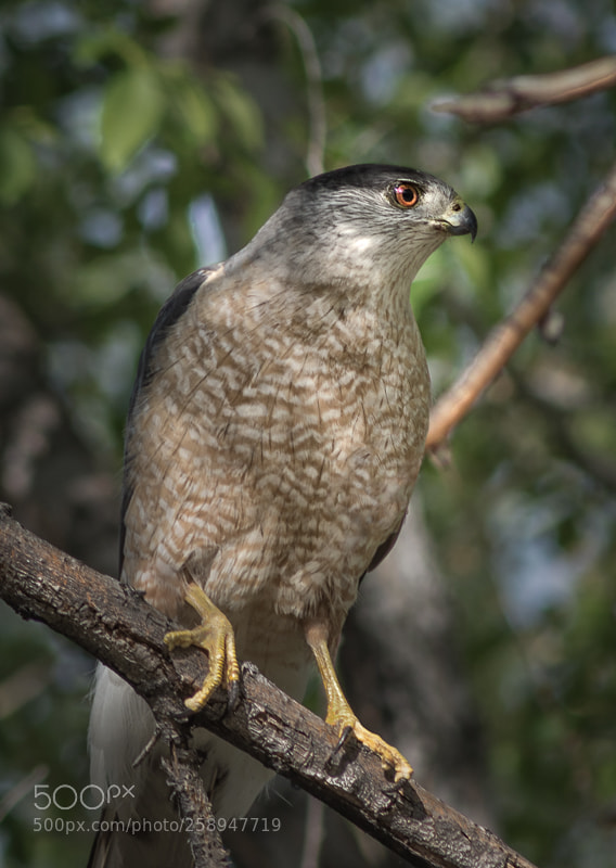 Nikon D7200 sample photo. Coopers hawk photography