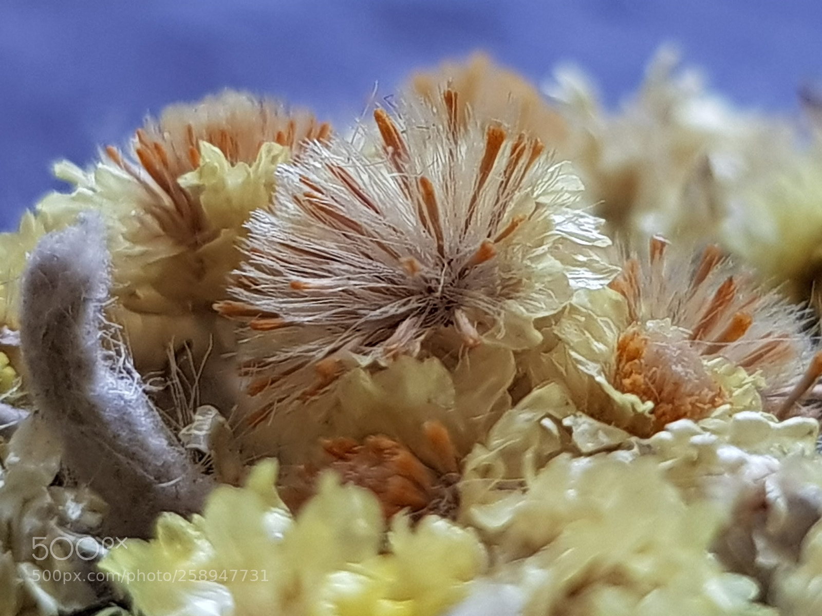 Samsung Galaxy S8 sample photo. Charm of dried flowers photography