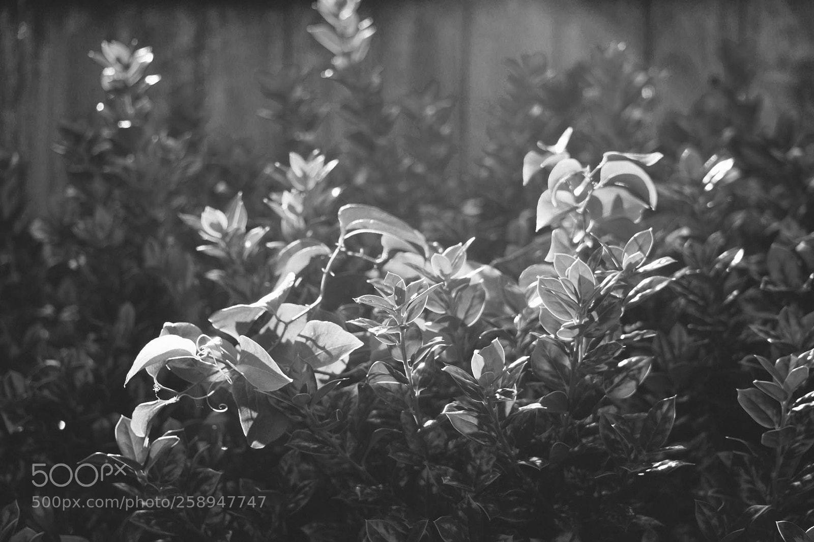 Sony a6000 sample photo. 2016 photography