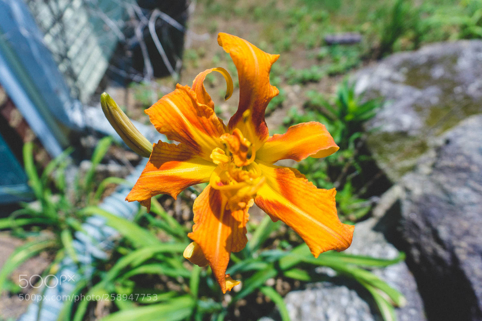 Sony a6000 sample photo. 2016 photography