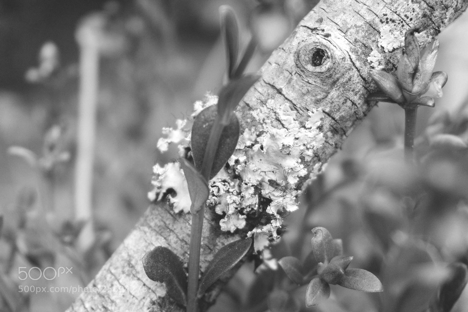Sony a6000 sample photo. 2016 photography