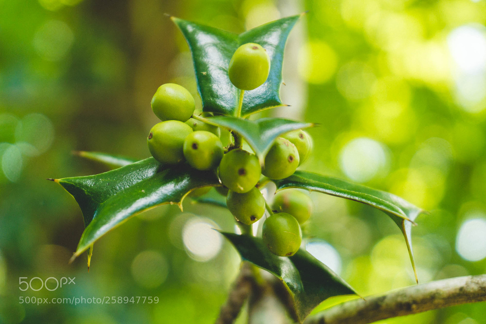 Sony a6000 sample photo. 2016 photography