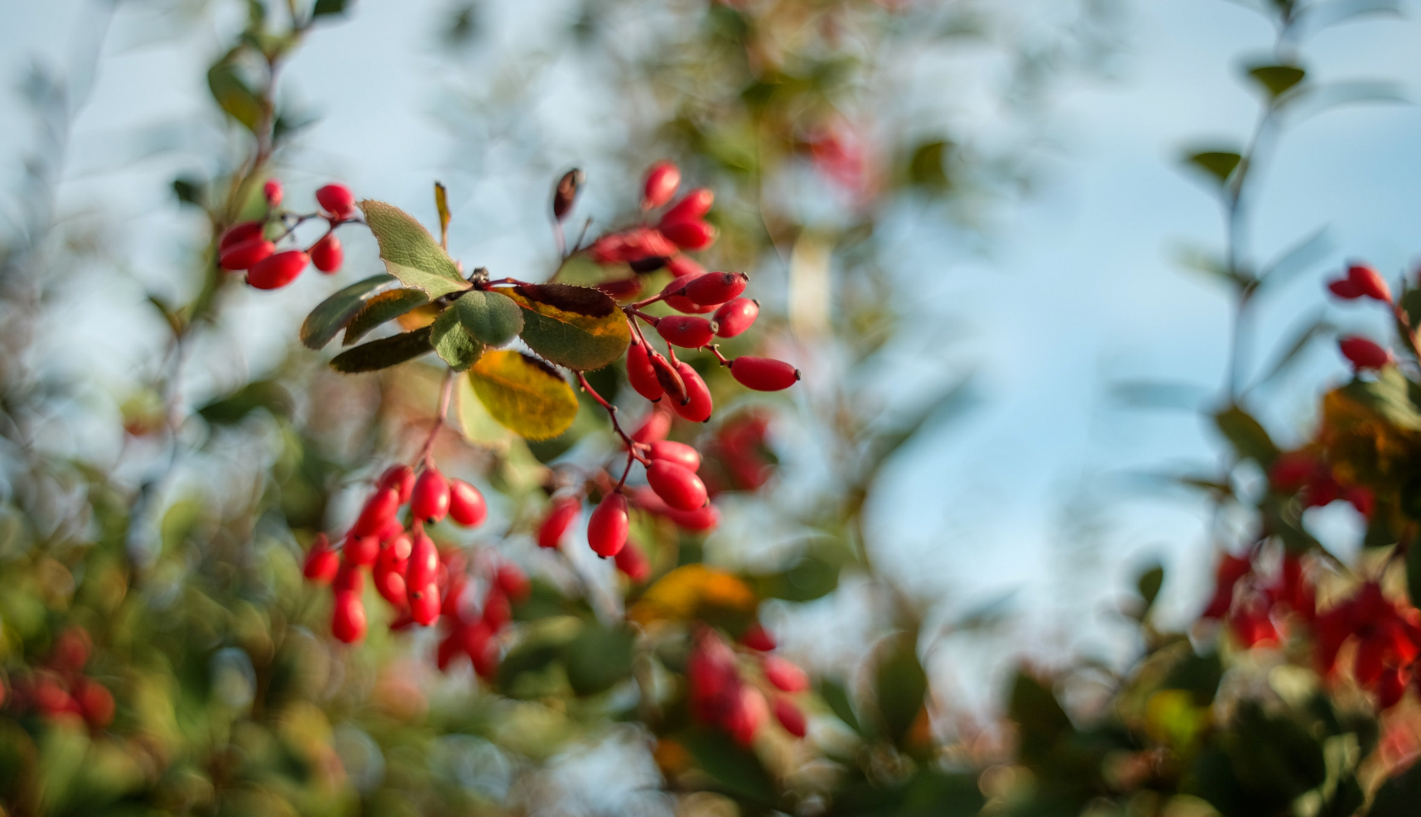 Fujifilm X-A1 sample photo