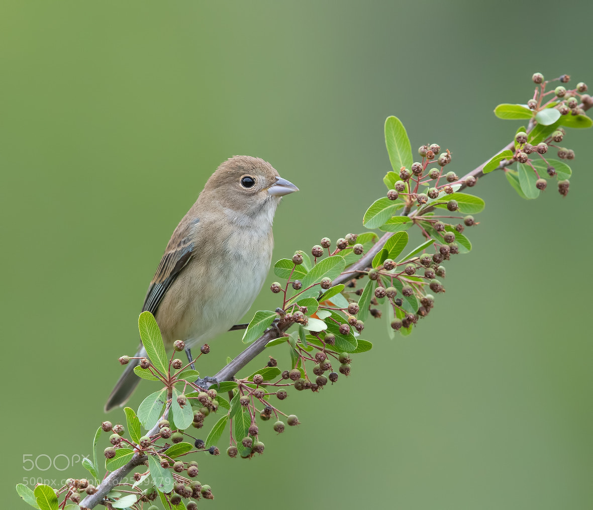 Canon EOS-1D X Mark II sample photo. Female indigo bunting photography