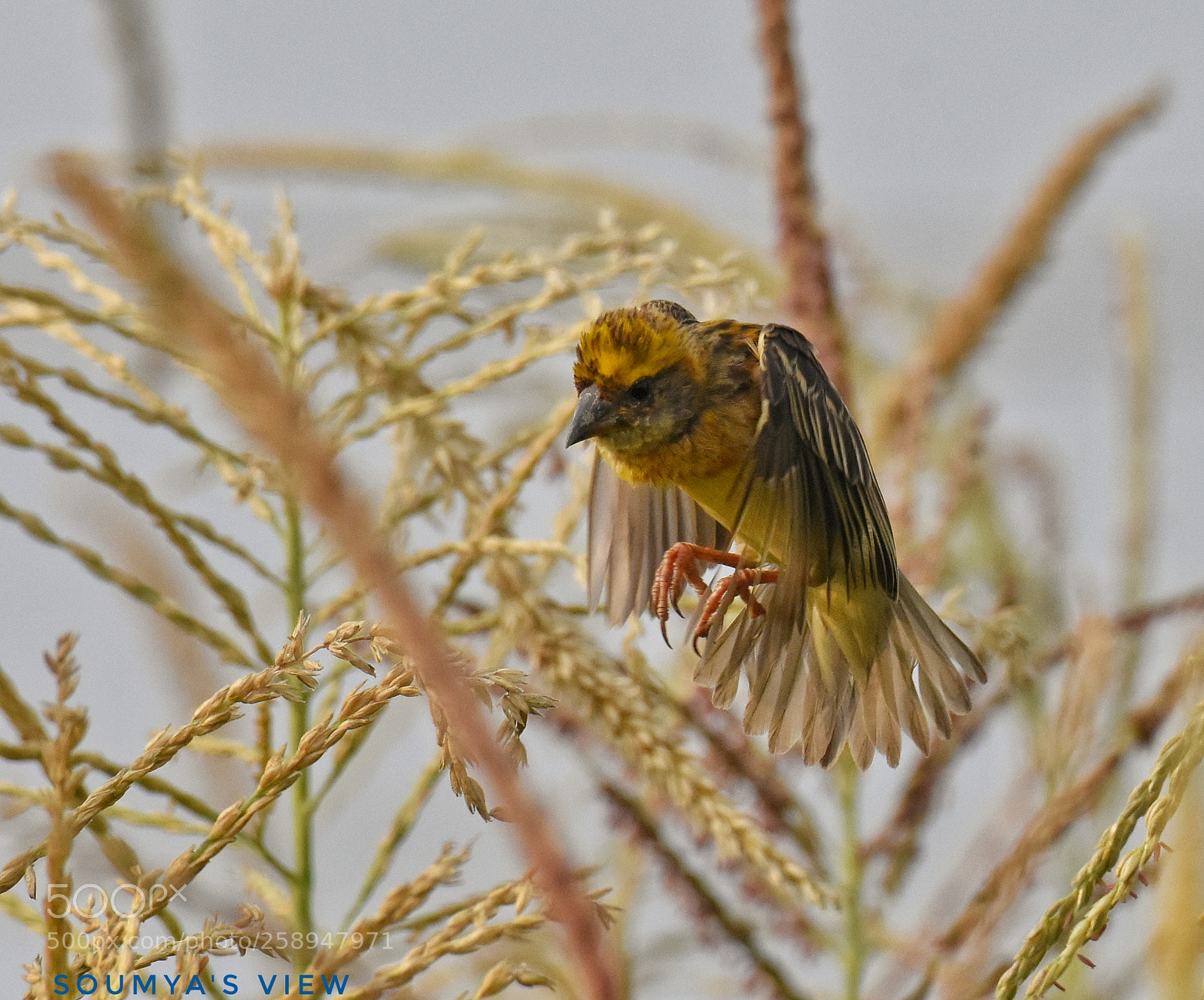 Nikon D7200 sample photo. Flightplan photography